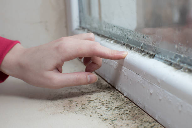 Best Crawl Space Mold Remediation  in West Belmar, NJ